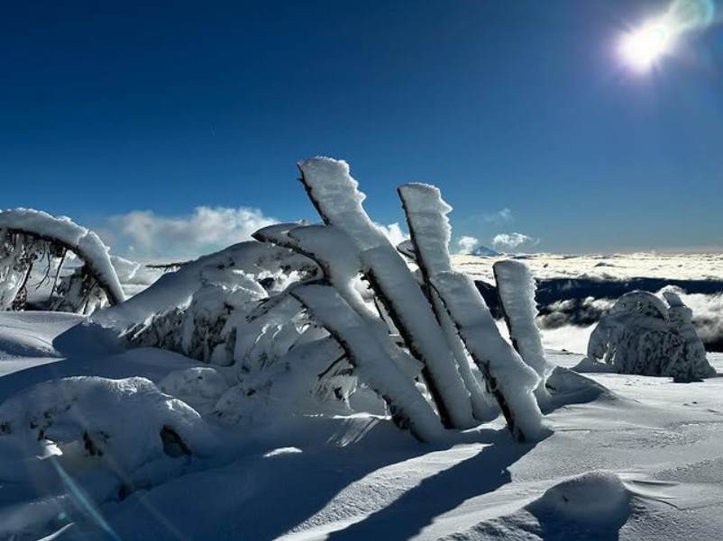 The trees are frozen in time until spring when the warm air and rain helps to regrow the roots and make everything stronger for the future.